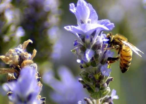 Ventimiglia: grande successo per la lezione di botanica con Campodonico Ventimiglia: grande successo per la lezione di botanica con Campodonico