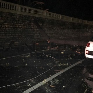 Ospedaletti: crolla un albero sull'Aurelia in corso Regina Margherita, strada bloccata (Foto) Ospedaletti: crolla un albero sull'Aurelia in corso Regina Margherita, strada bloccata (Foto)
