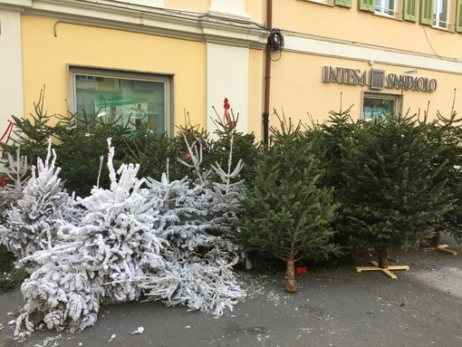 Sanremo: in piazza Borea D'Olmo alberi abbandonati dopo i mercatini di Natale, chi li rimuove?