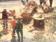 Sanremo: due eucalyptus abbattuti in città, erano malati e rischiavano di cadere