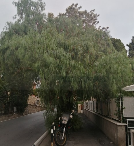 Sanremo: alberi da potare e radici invasive, la mail di una lettrice da corso Inglesi (Foto)