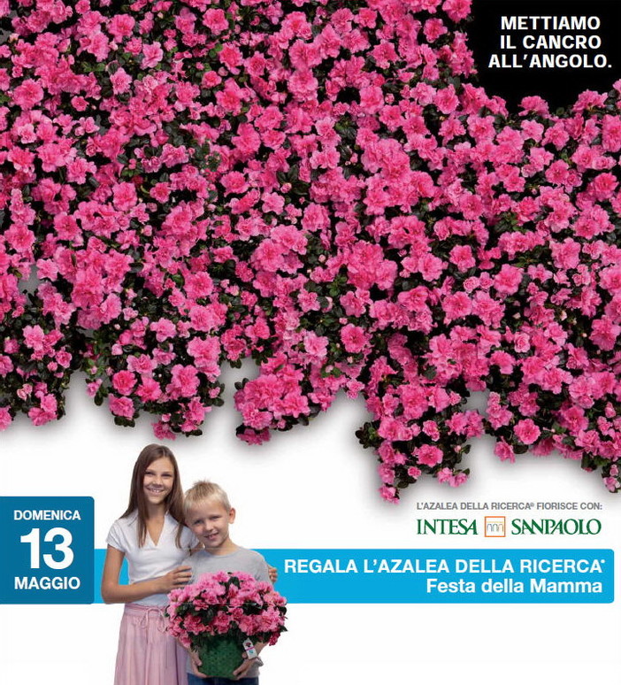 San Bartolomeo al Mare: domenica per la festa della mamma le azalee della ricerca San Bartolomeo al Mare: domenica per la festa della mamma le azalee della ricerca