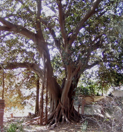 Brochure e mappa con itinerario: Bordighera valorizza gli alberi monumentali Brochure e mappa con itinerario: Bordighera valorizza gli alberi monumentali