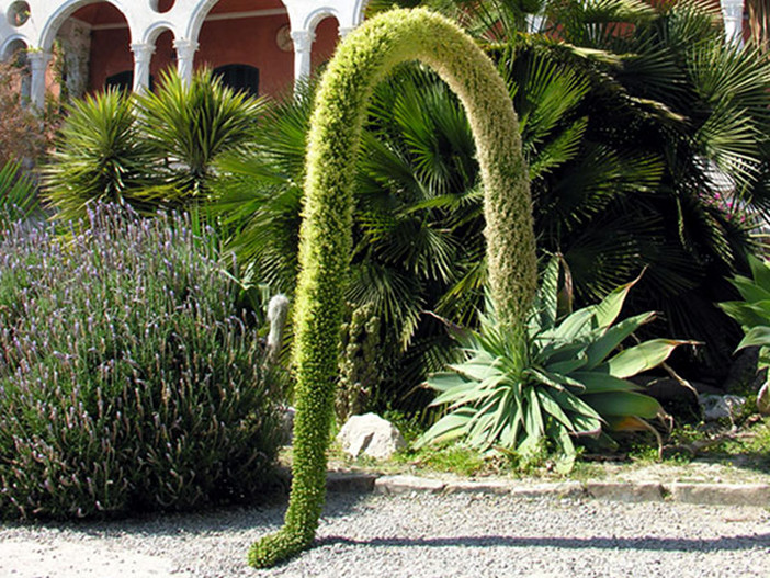 Ventimiglia: domenica prossima ai Giardini Hanbury, conferenza su ‘Agavi: storia, sistematica, distribuzione nel mondo’
