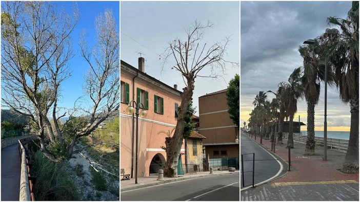 Camporosso, Morabito: "A giugno avevamo segnalato le piante pericolose per la pubblica incolumità ma nulla è stato fatto" (Foto)