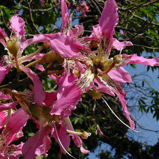 A Sanremo cresce il 'falso kapok': l'albero tropicale dal tronco spinoso che conquista i giardini della città A Sanremo cresce il 'falso kapok': l'albero tropicale dal tronco spinoso che conquista i giardini della città