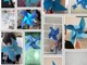 Giornata mondiale dell'autismo: un vortice blu di girandole dai bambini della 'Maria Goretti' di Sanremo