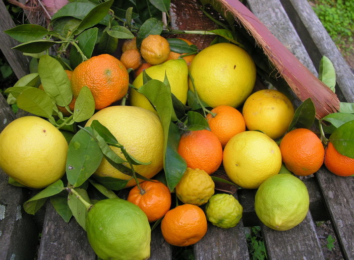 Vallebona, “Gli agrumi”: Salabande ospita una conferenza di Riccardo Lanteri