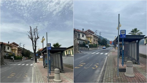Camporosso, Gibelli a Morabito: "Gli alberi pericolosi sono stati rimossi la scorsa primavera" (Foto) Camporosso, Gibelli a Morabito: "Gli alberi pericolosi sono stati rimossi la scorsa primavera" (Foto)
