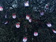 67 palline come i comuni della provincia appese all'albero di Natale del presidio 'No Lotto 6' 67 palline come i comuni della provincia appese all'albero di Natale del presidio 'No Lotto 6'