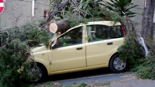 Imperia: centinaia di interventi dei Vigili del Fuoco, albero cade su un'auto nel parcheggio dell'ospedale