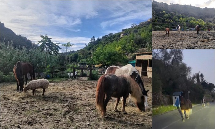 Animali in fuga raggiungono Seborga, nel Principato scattano le ricerche: proprietaria trovata grazie ai social (Foto)