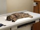 Vallecrosia, gatto randagio in gravi condizioni: salvato da Ambulanze Veterinarie Odv (Foto)