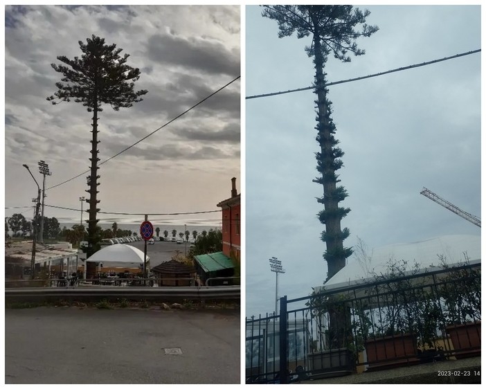 Sanremo: capitozzatura dell'araucaria a Pian di Poma, i titolari del bar rispondono al Comitato Pat Sanremo: capitozzatura dell'araucaria a Pian di Poma, i titolari del bar rispondono al Comitato Pat