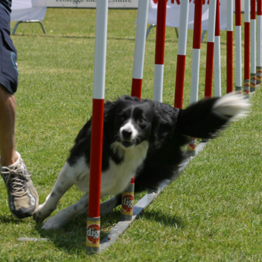 Bordighera: domani pomeriggio all'area cani un'istruttrice cinofila per insegnare 'Agility'