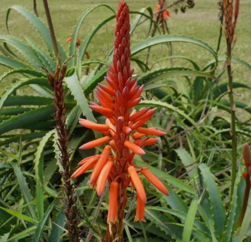 Ventimiglia: mercoledì una conferenza su "Semplicemente Aloe - La pianta dalle mille virtù salutari" Ventimiglia: mercoledì una conferenza su "Semplicemente Aloe - La pianta dalle mille virtù salutari"