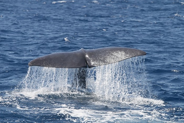 Sanremo: il Tethys Research Institute trova 'casa' nella sede dello Yacht Club, una sinergia importante per il mare Sanremo: il Tethys Research Institute trova 'casa' nella sede dello Yacht Club, una sinergia importante per il mare