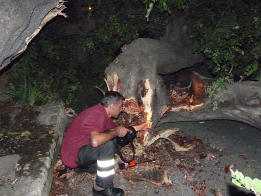 Ventimiglia: un vecchio platano cade in via della Repubblica, per fortuna nessun danno Ventimiglia: un vecchio platano cade in via della Repubblica, per fortuna nessun danno