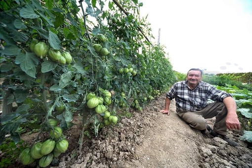 Sanremo: pomodori 'cuore di bue' come grappoli d'uva nella campagna di Armandino Ranzo a San Giacomo (Foto)