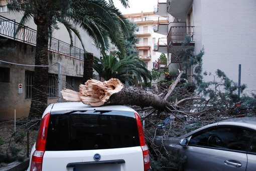 Sanremo: il vento forte sradica un albero in via Pietro Agosti, tre auto ed uno scooter danneggiati