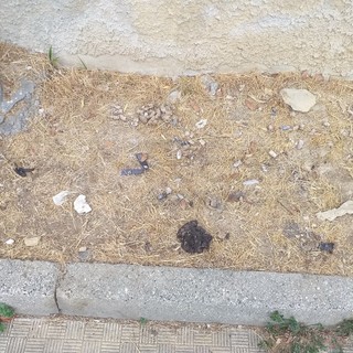 Sanremo: aiuole di San Martino vicino al soggiorno militare diventano un Wc per i cani, la protesta (Foto) Sanremo: aiuole di San Martino vicino al soggiorno militare diventano un Wc per i cani, la protesta (Foto)