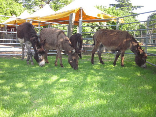 Ventimiglia: giovedì a Torri appuntamento con il corso di “Trazione animale con gli asini”