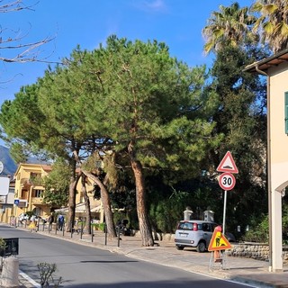 Dolceacqua, cittadini contro l’abbattimento di tre pini: esposto ad associazioni e richiesta di verifiche urgenti