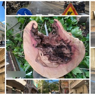 Sanremo: polemiche per l'abbattimento dei platani in via Ruffini ma erano malati e a rischio crollo (Foto e Video)