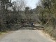 Bajardo: albero instabile sulla Provinciale, intervento degli agenti e dell'operaio del Comune (Foto)