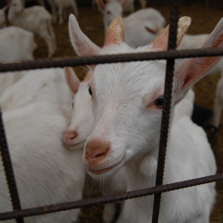 Sanremo: la 'Fattoria' di San Romolo all'ultima spiaggia, il bando oppure l'affidamento degli animali