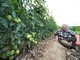 Sanremo: pomodori 'cuore di bue' come grappoli d'uva nella campagna di Armandino Ranzo a San Giacomo (Foto)