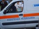 Costarainera: ritrovato dai Carabinieri il furgone del servizio veterinario dell’Asl rubato ad Imperia nei giorni scorsi