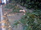 Sanremo: un albero cade in salita Poggio, intervento dei Vigili del Fuoco matuziani Sanremo: un albero cade in salita Poggio, intervento dei Vigili del Fuoco matuziani