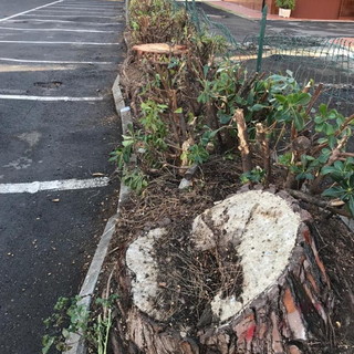San Bartolomeo al Mare: pini di Piazza Andrea Doria, abbattimento necessario e non rimandabile