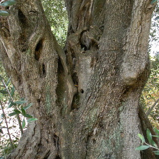 Ventimiglia: domenica prossima agli Hanbury il nuovo volume 'Taccuino del cercatore di alberi' Ventimiglia: domenica prossima agli Hanbury il nuovo volume 'Taccuino del cercatore di alberi'