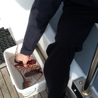Aragoste pescate sotto la taglia minima consentita, rilasciate ancora vive in mare dalla Guardia Costiera