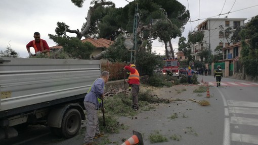 Sanremo: albero pericolante sull'Aurelia, intervento dei Vigili del Fuoco per la messa in sicurezza (Foto e Video)
