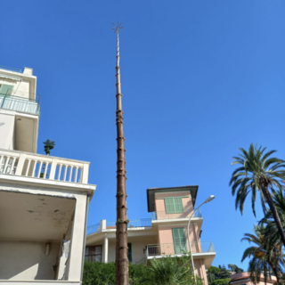 Le araucarie potate a Bordighera Le araucarie potate a Bordighera