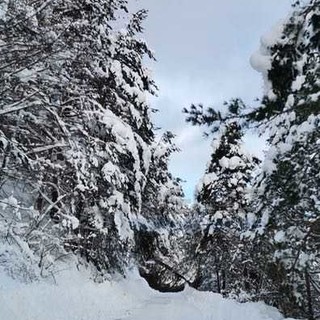 Dopo il crollo dell'albero ripristinata nel pomeriggio la viabilità per Colle Melosa