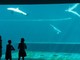 L'Acquario di Genova al primo posto nella Top10 degli Acquari e Zoo in Italia di TripAdvisor