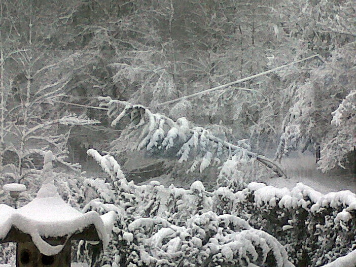 San Romolo: continua a nevicare copiosamente, un albero minaccia la corrente elettrica della zona San Romolo: continua a nevicare copiosamente, un albero minaccia la corrente elettrica della zona