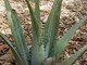 Se l'Aloe non è vulgaris .... Se l'Aloe non è vulgaris ....