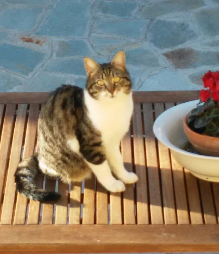 Sanremo: il gatto Arnolfo è stato smarrito a Bussana, la sua famiglia lo sta cercando