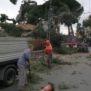 Sanremo: albero pericolante sull'Aurelia, intervento dei Vigili del Fuoco per la messa in sicurezza (Foto e Video) Sanremo: albero pericolante sull'Aurelia, intervento dei Vigili del Fuoco per la messa in sicurezza (Foto e Video)