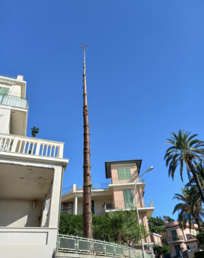 Le araucarie potate a Bordighera Le araucarie potate a Bordighera