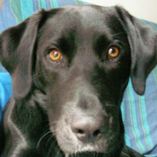 Il cane 'Pungu II Antares'