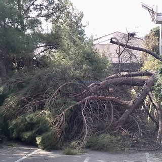 L'albero caduto sulla pista ciclabile a Bussana
