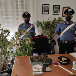 Ceriana: coltivava marijuana nella propria abitazione, i Carabinieri arrestano un uomo di 35 anni
