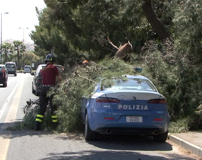 Imperia: a causa del vento cade un albero sulla Volante, tanta paura ma nessun ferito