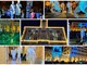 Imperia si illumina, si accendono le luci di Natale. Scajola: "E a Capodanno grande festa in via Cascione" (Foto e Video) Imperia si illumina, si accendono le luci di Natale. Scajola: "E a Capodanno grande festa in via Cascione" (Foto e Video)